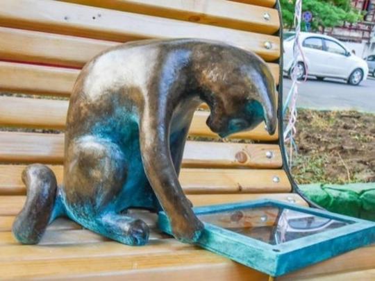 В Одессе продолжают красть котов: исчезла кошка-геймер (фото)
