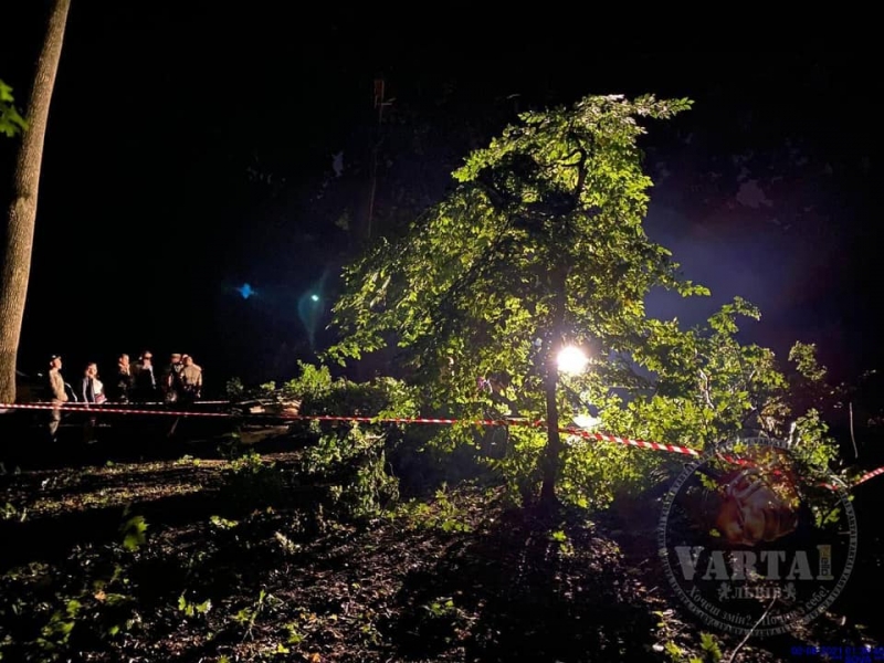 Загинули на лавочці у парку: у Львові під час буревію дерево вбило хлопця та дівчину