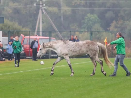 Два собаки та кінь перервали футбольний матч Україна — Італія: «порушники» засвітилися на відео