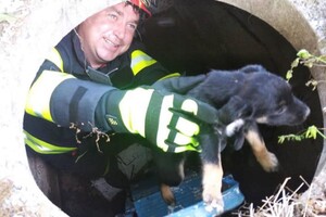 Доставали корову и собаку из смертельных ловушек: как прошли сутки у одесских спасателей