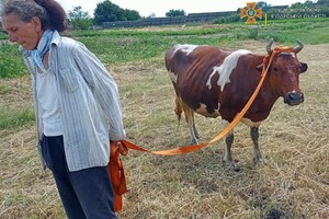 Доставали корову и собаку из смертельных ловушек: как прошли сутки у одесских спасателей