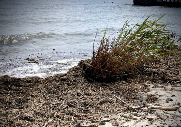 Купаться в море запрещено: пляжи Одессы признали непригодными для посещения