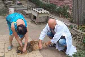 В Одесской области за неделю вакцинировали от бешенства более 18 тысяч животных