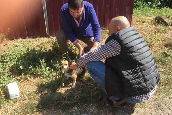 В Одесской области за неделю вакцинировали от бешенства более 18 тысяч животных