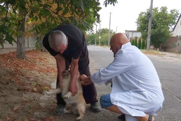 В Одесской области за неделю вакцинировали от бешенства более 18 тысяч животных