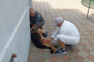 В Одесской области за неделю вакцинировали от бешенства более 18 тысяч животных