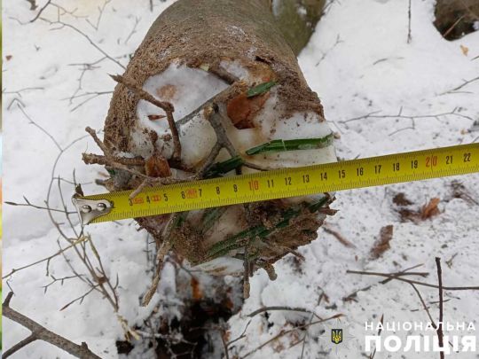 Смерть з лісу: на Львівщині чоловіка вбила зрубана ним гілка