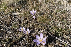Где в Одесской области полюбоваться первоцветами