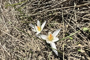 Где в Одесской области полюбоваться первоцветами