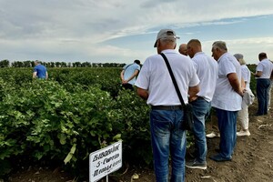 Получи ответ: будут ли выращивать хлопок для пороха в Одесской области и что показал эксперимент 