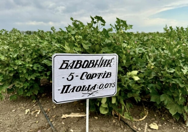 Получи ответ: будут ли выращивать хлопок для пороха в Одесской области и что показал эксперимент 