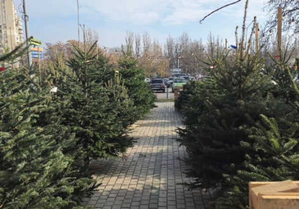 В Одессе появился первый елочный базар: цены для богатых 