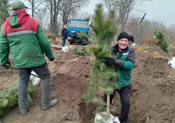 В парке "Юность" высадили сосны