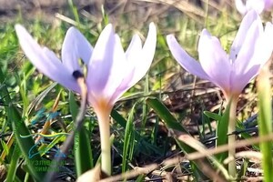 В Одесской области в январе начало цвести редкое растение